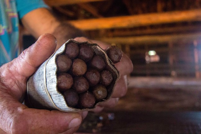 Handrullade cigarrer direkt från odlingen.
