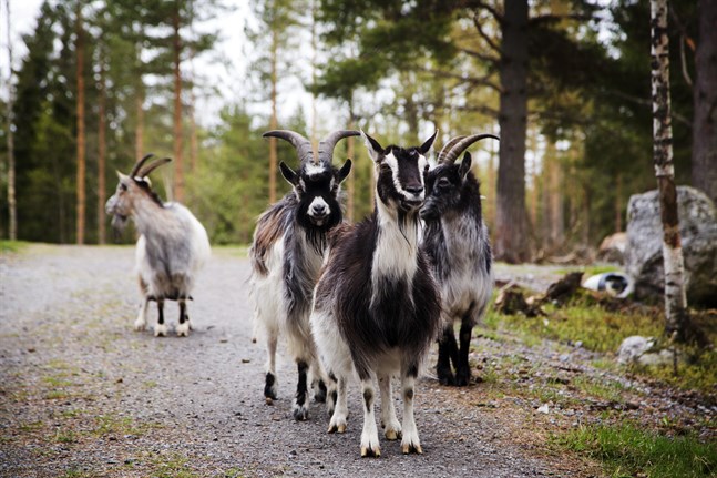 De här getterna är privatägda och bor på Markku Harjus gård på Replot. I skärgården går det däremot att få syn på både långhåriga Highlandkor och betande får som sommartid strövar fritt.